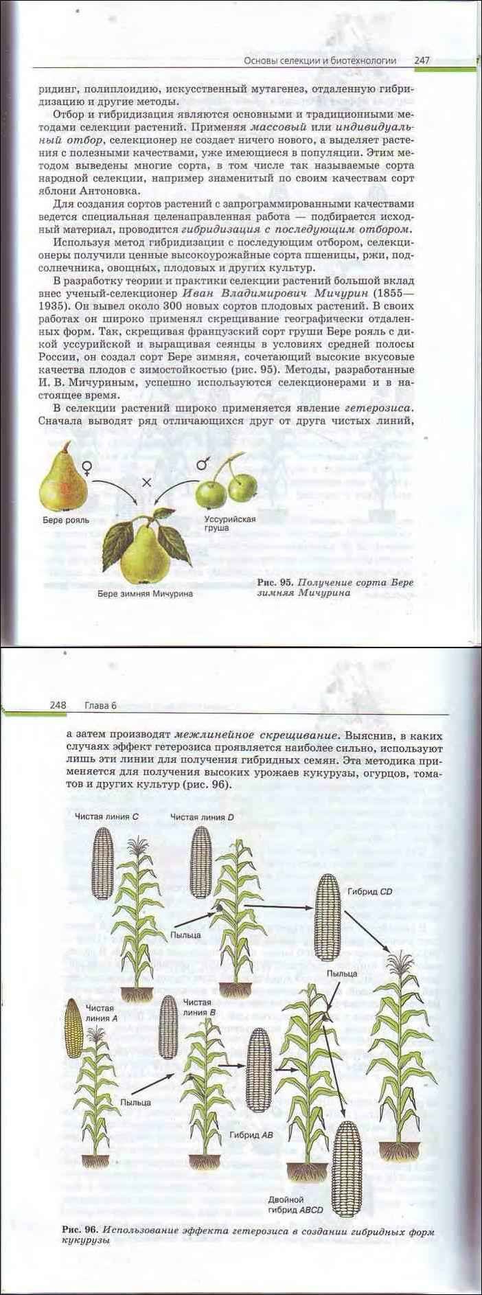 Полиплоиды у растений