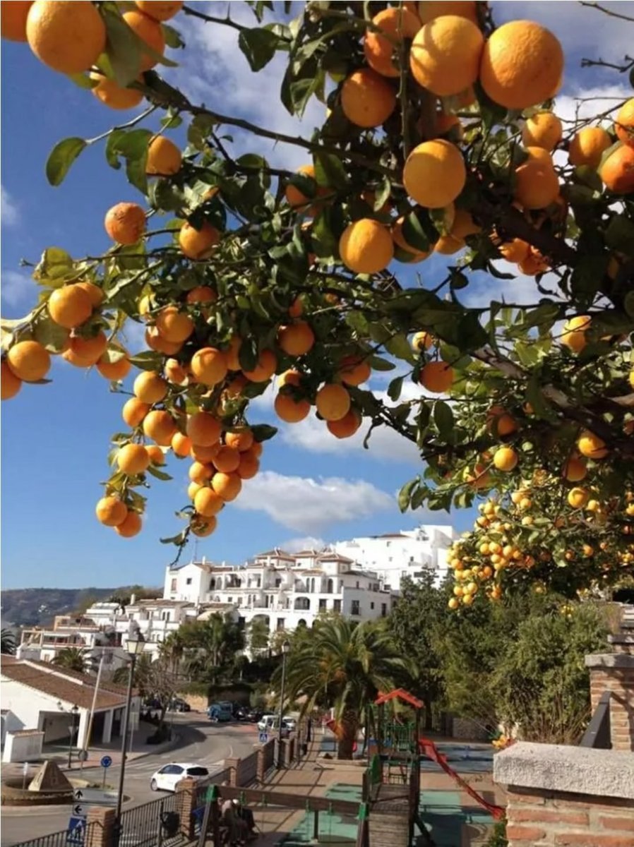 Апельсиновая роща в Андалусии