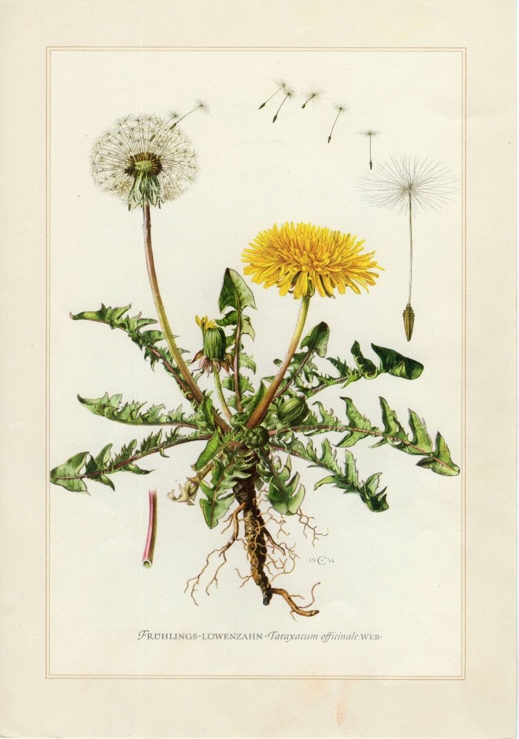 Одуванчик лекарственный Ботаническая иллюстрация