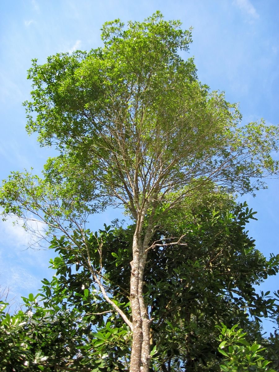 Кебрачо дерево