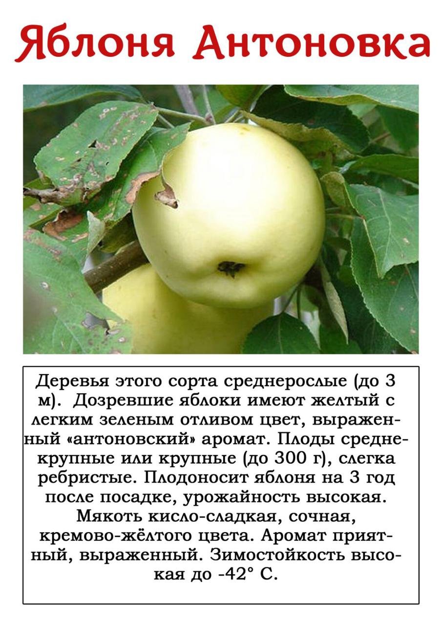 Яблоня Антоновка саженцы