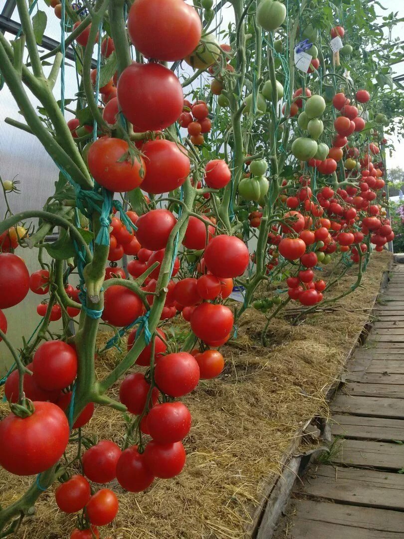 Урожай помидор на дачных участках