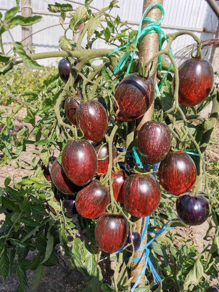 Гаргамель томат