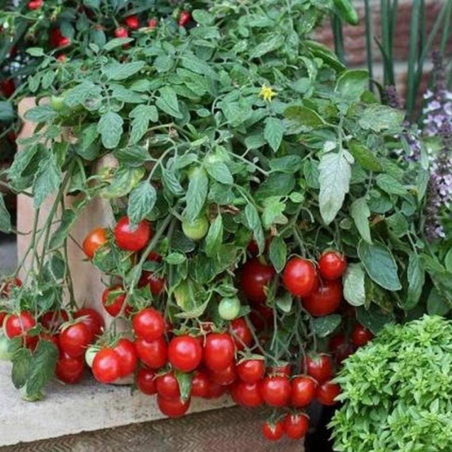 Черринано томат