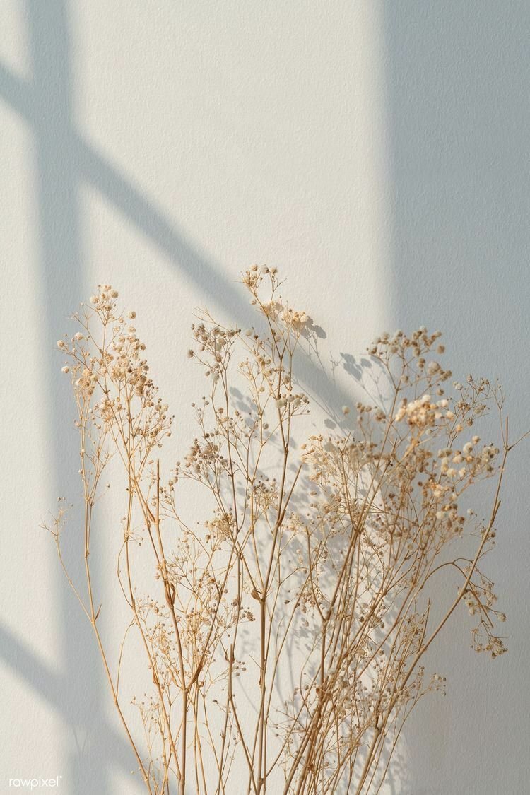 Растение Эстетика на белом