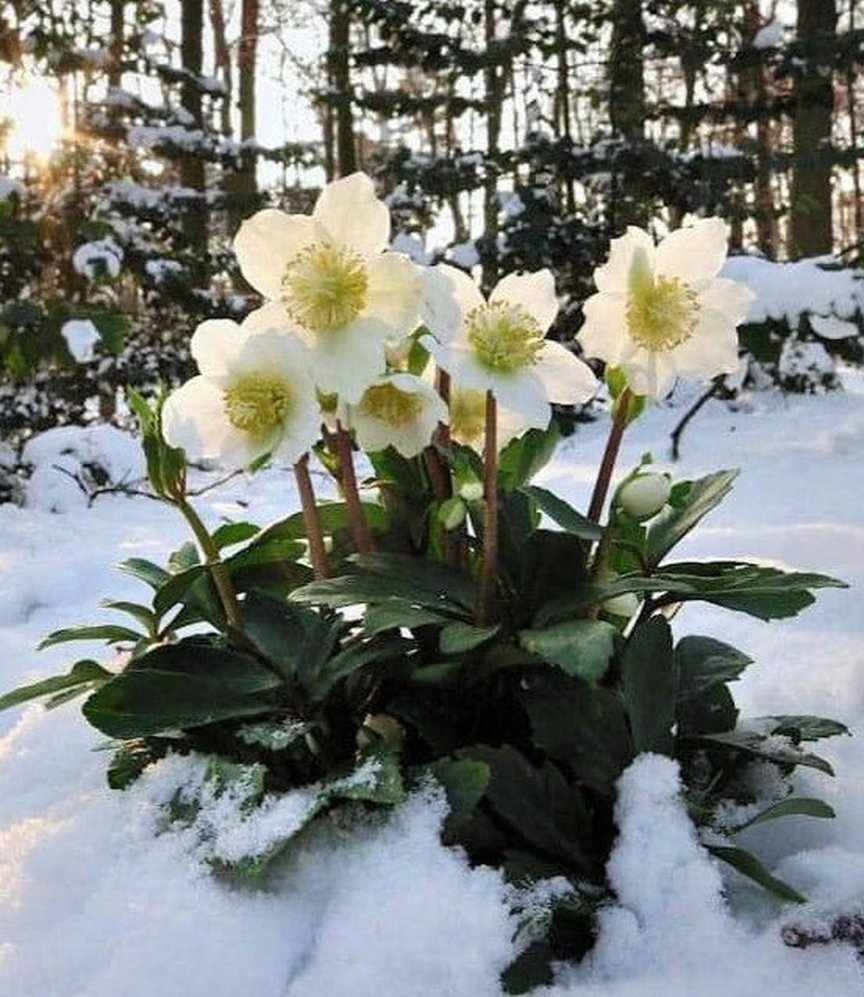 Цветок морозник(зимовник)