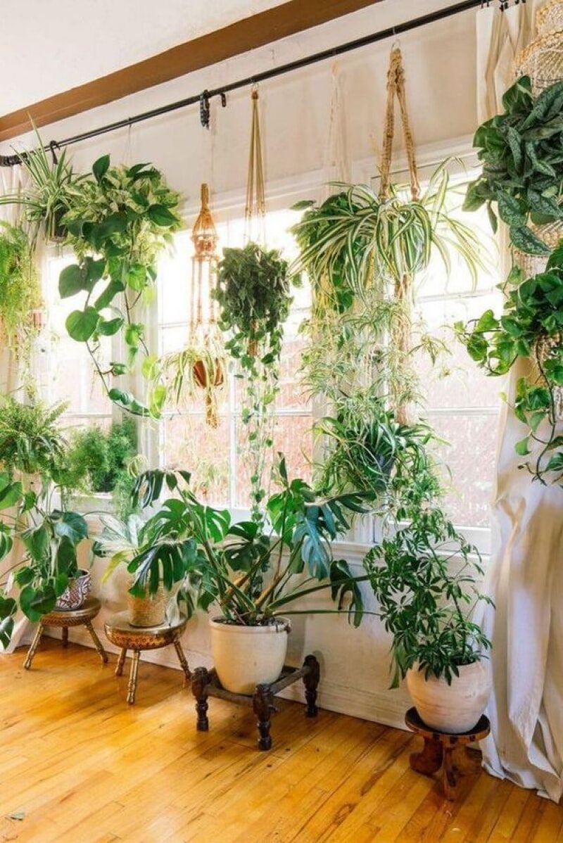 Подвесные комнатные растения