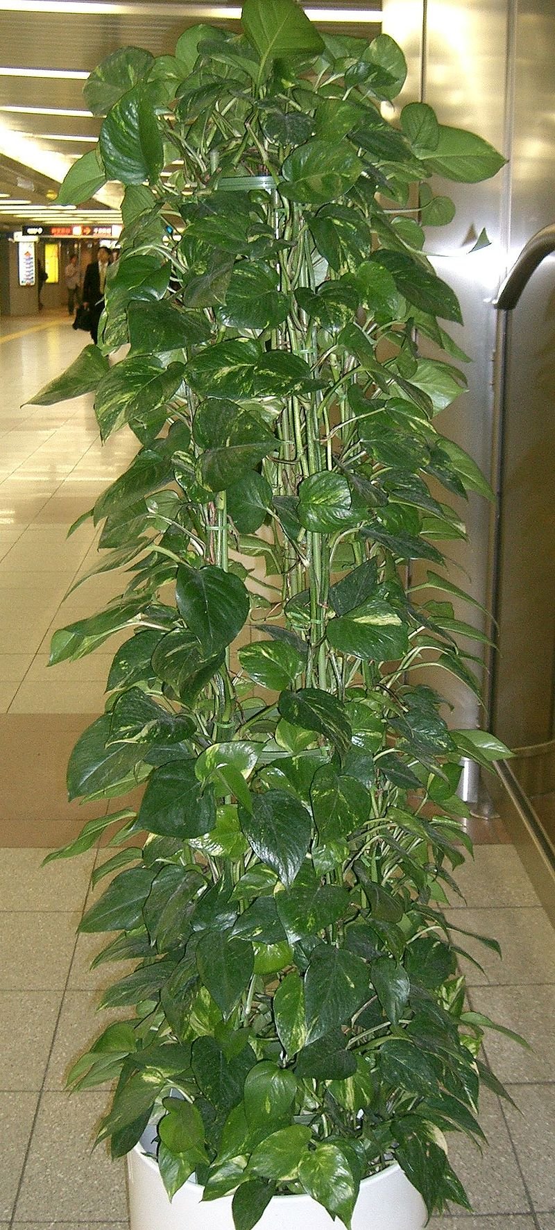 Комнатное растение мужегон