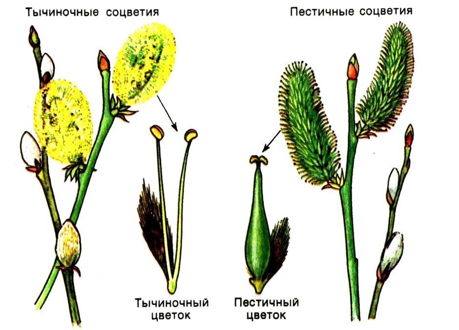 Однодомные цветки кукурузы