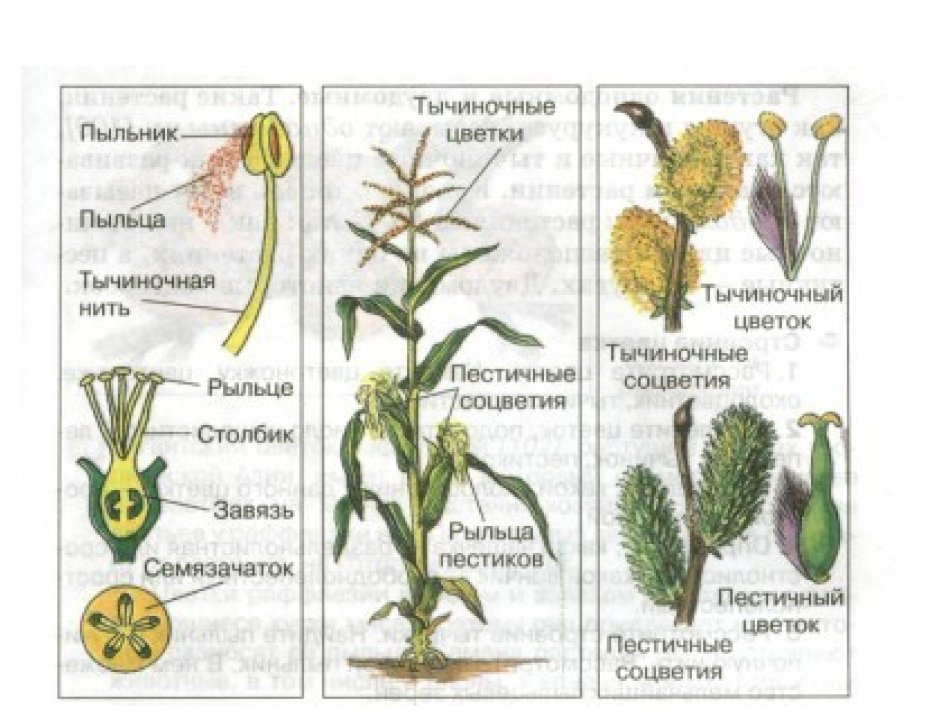 Разделение полов у растений