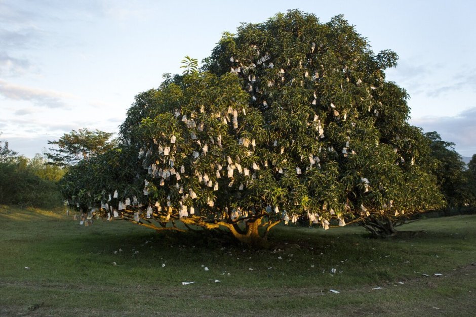 Манго дерево высота