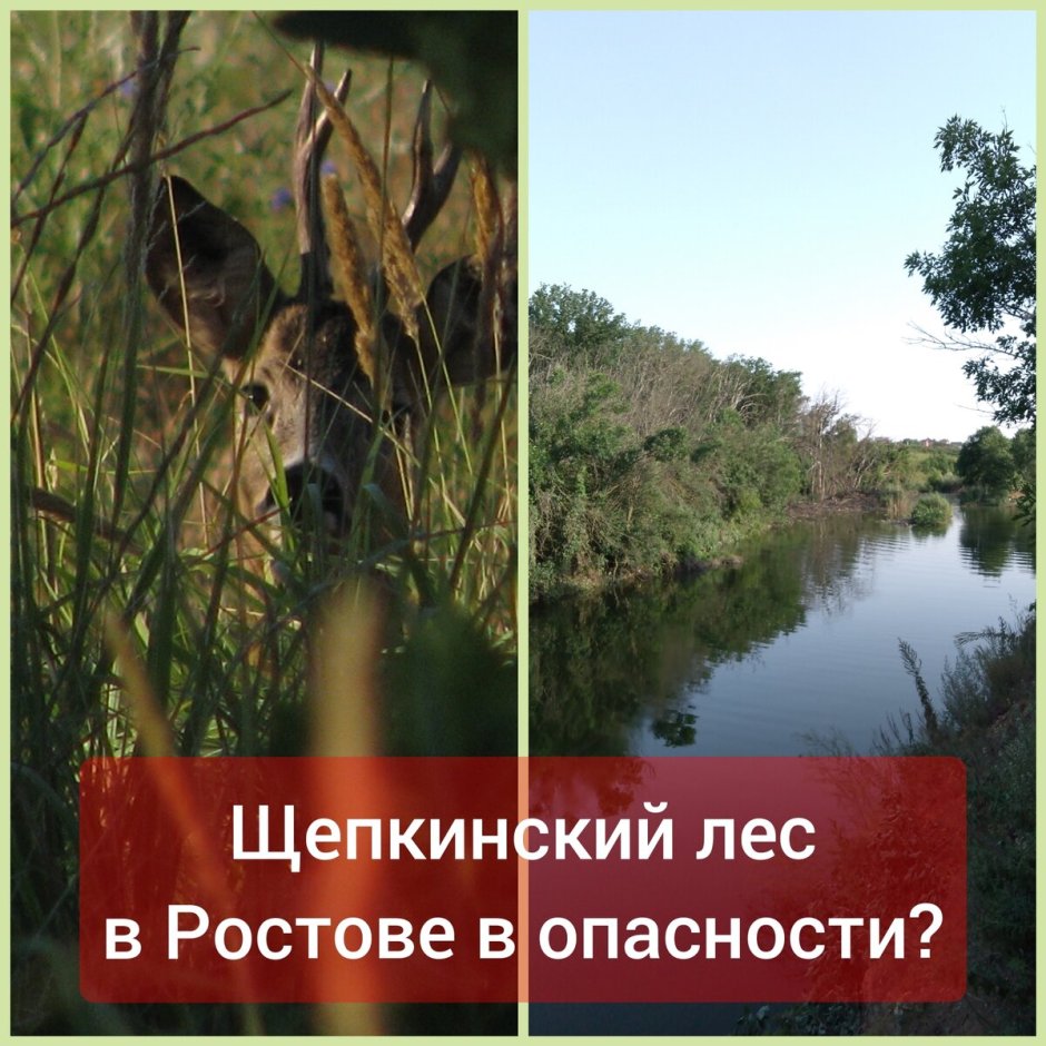 Щепкинский лес Ростовская область