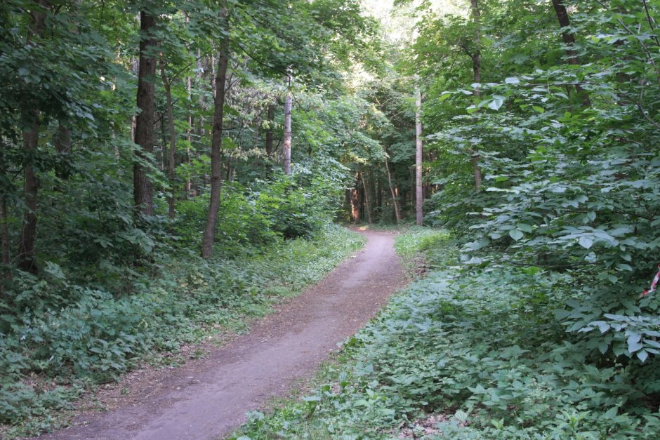 Щепкинский лес Ростов