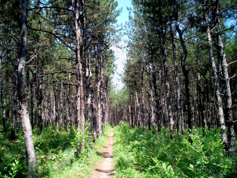 Александровский лес Азовский район