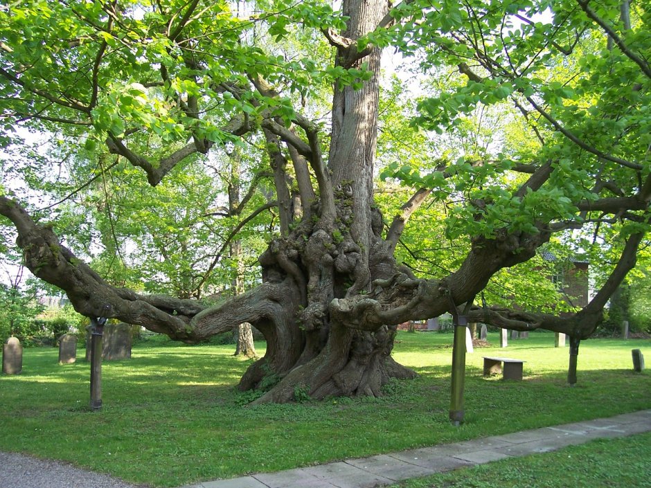 Платан Чинар дерево