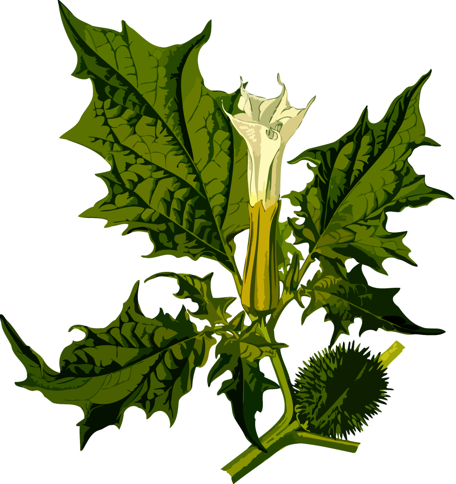 Дурман обыкновенный (Datura stramonium)
