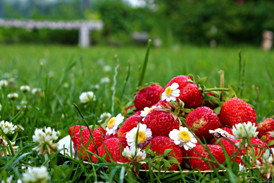 Поляна с цветами и ягодами