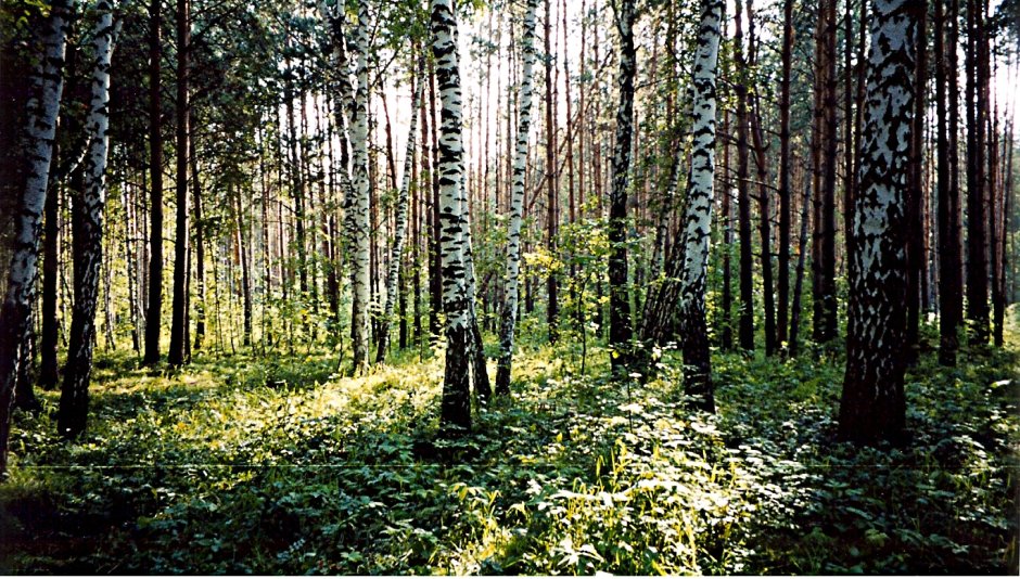 Широколиственные леса Западной Сибири