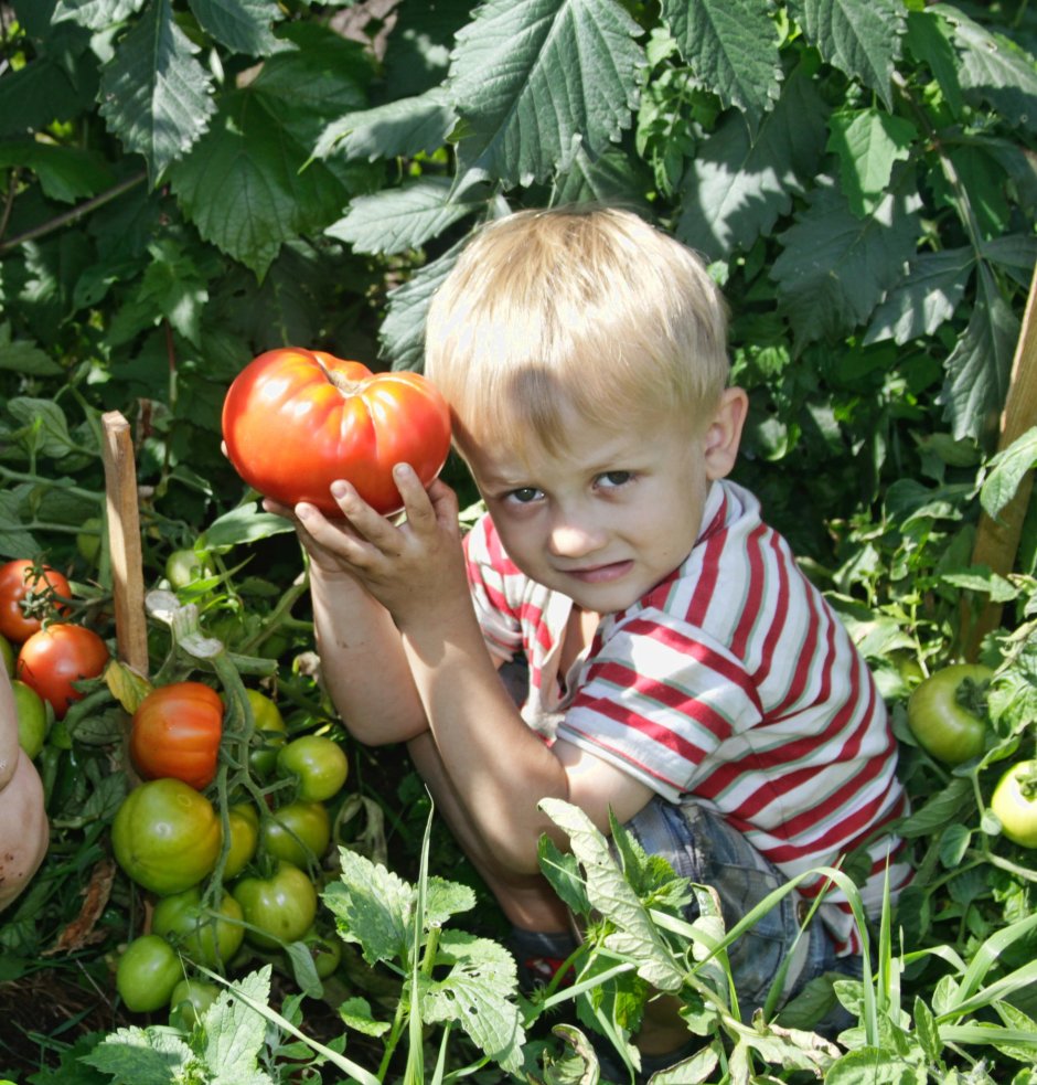 Дети на огороде томат
