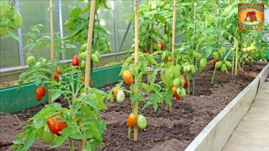 Подвязка низкорослых помидор томатов