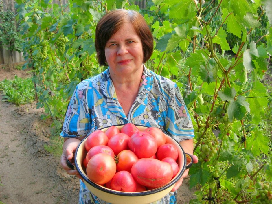Бабушка с кустом помидоров