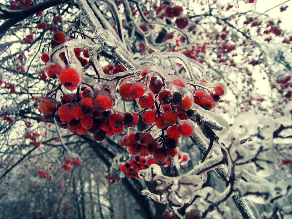 Зимняя гроздь рябины