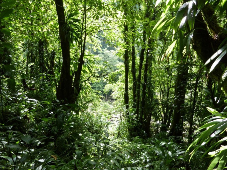 Тропические леса Южной Каролины