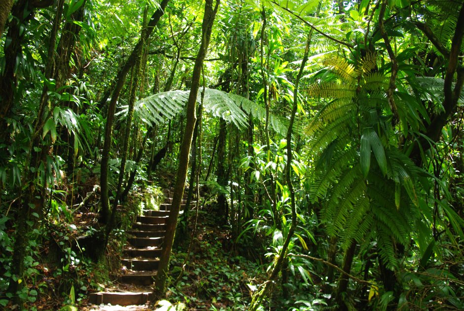 Субтропические дождевые леса Мадагаскара