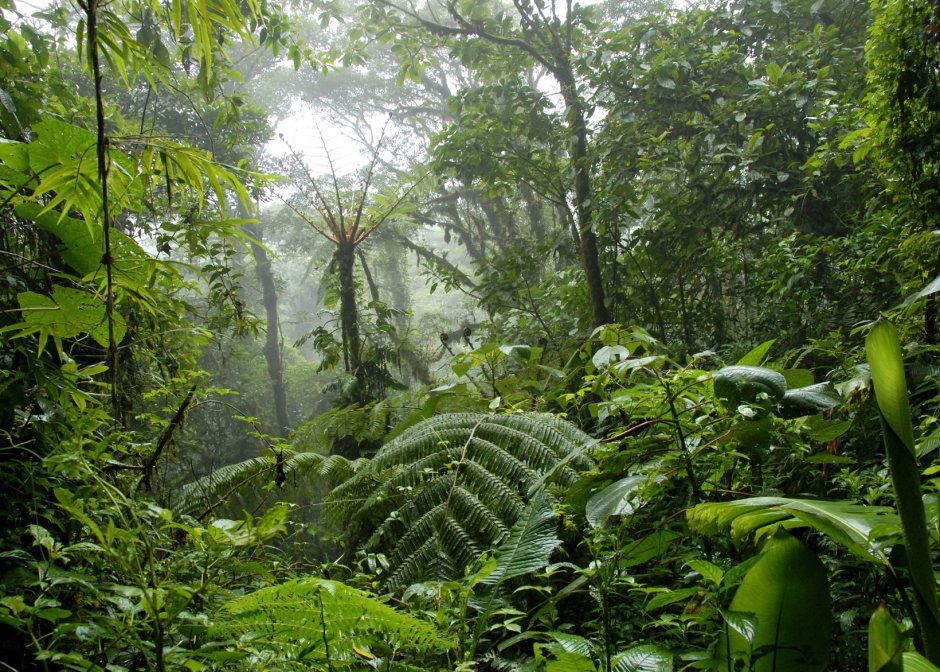 Тропические дождевые леса Индии