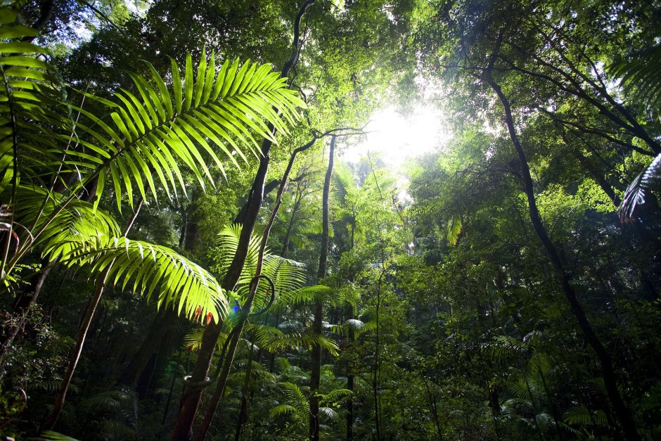 Дождевые тропические леса гилеи