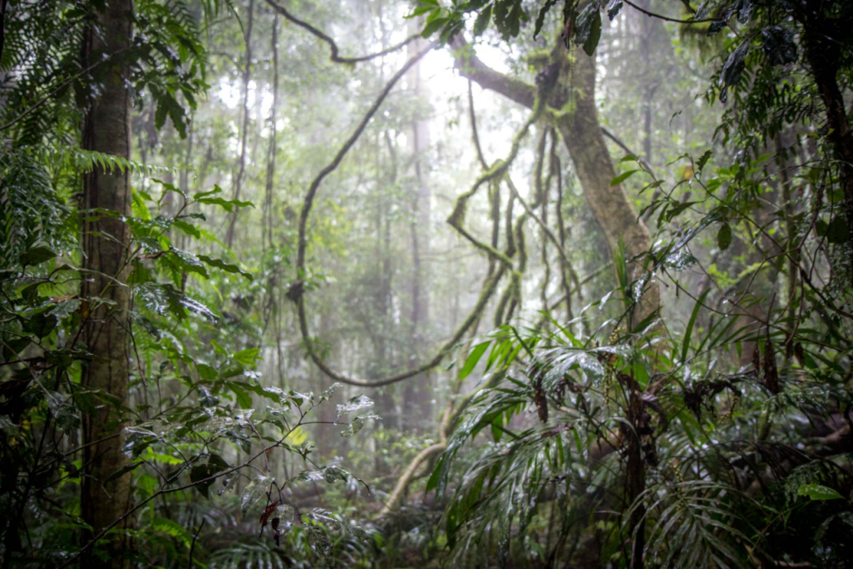 Тропические леса Австралии