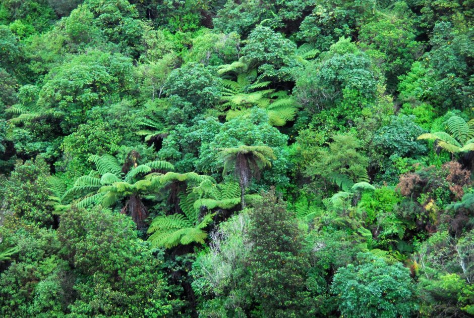 Вечнозелёные субтропические леса Австралии