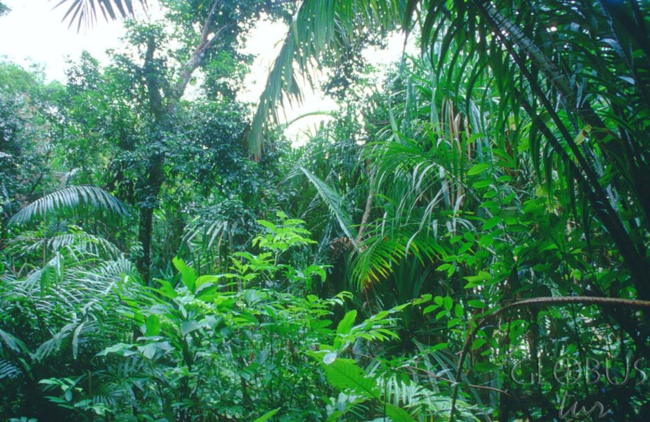 Сельва - экваториальный лес Южной Америки