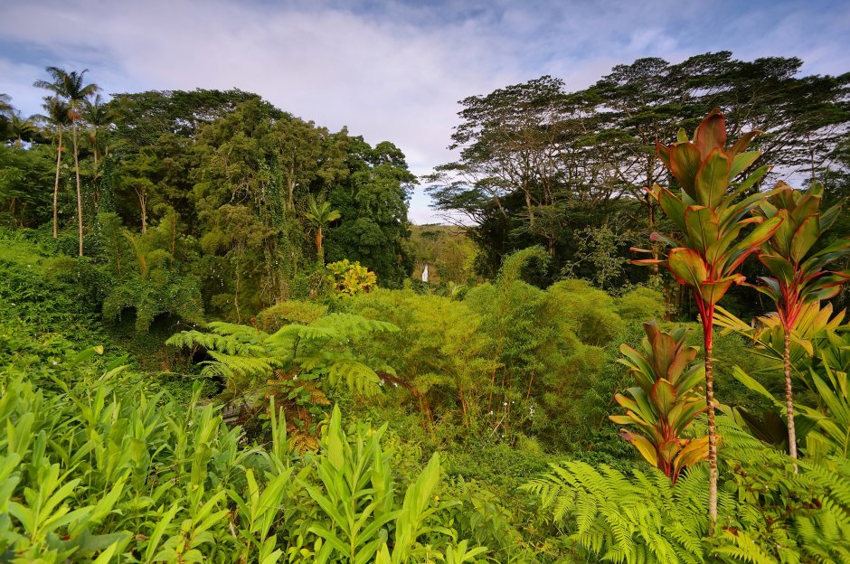 Тропические леса на Гавайях