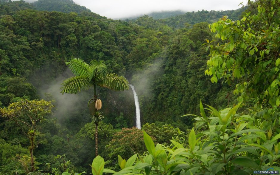 Джунгли Коста Рики