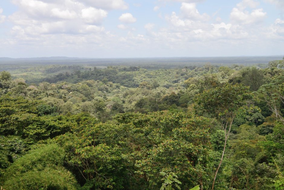 Климат тропического леса в Африке