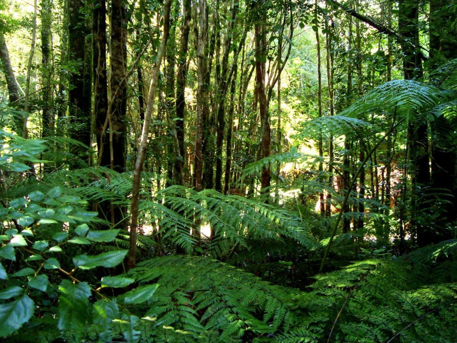 Полувечнозеленый тропический лес
