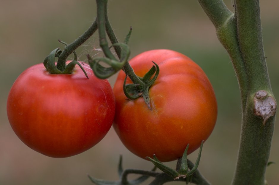 Томат растение с помидорами