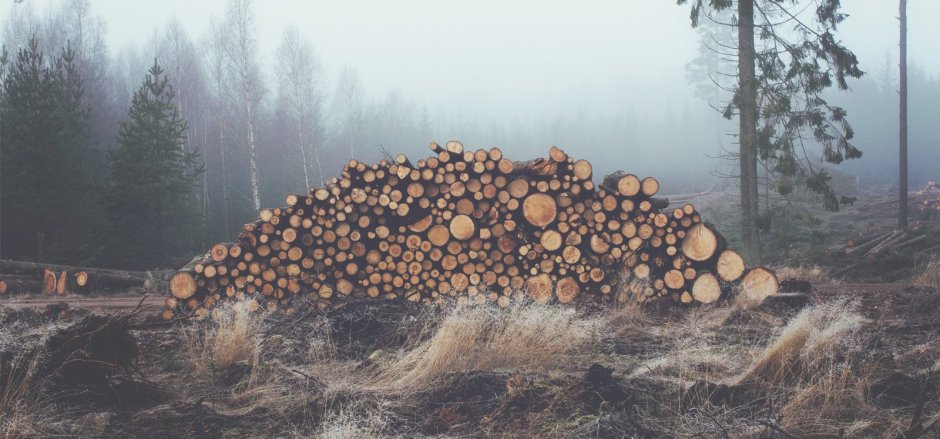 Вырубка лесов арт