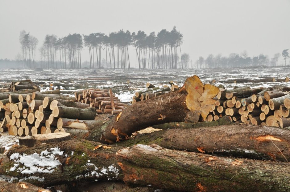 Экология вырубка лесов