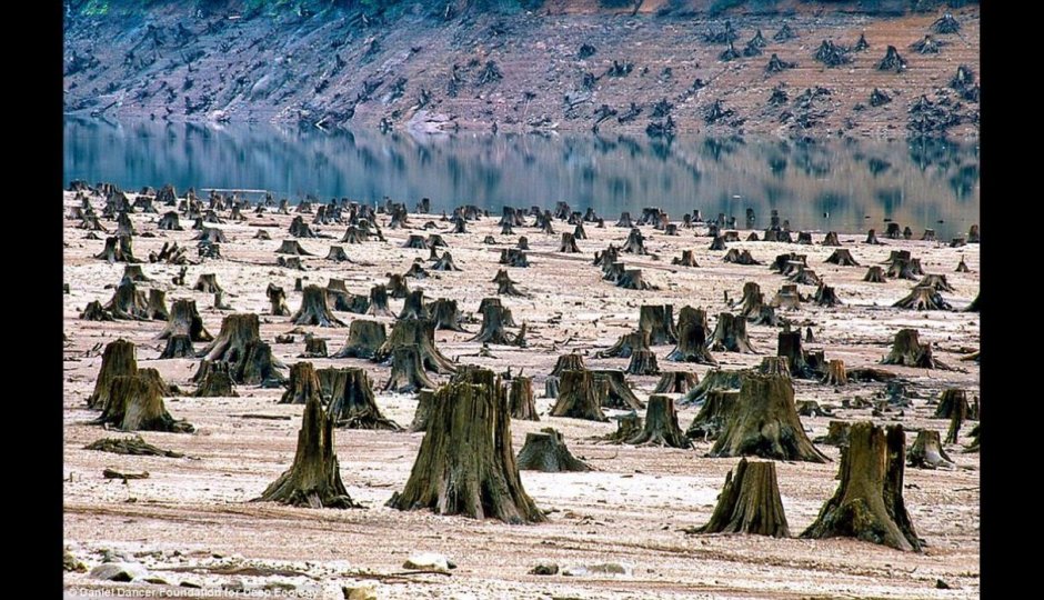 Пустыни после вырубки леса