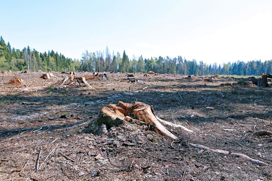 Пни после вырубки леса