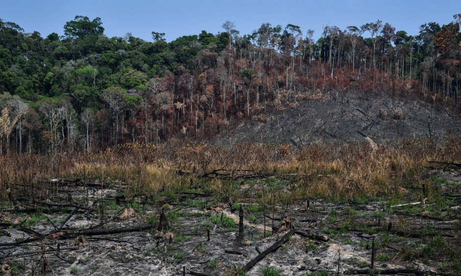 Вырубка тропических лесов Амазонии