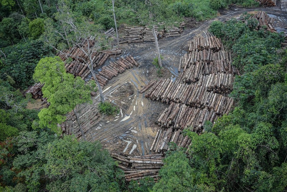 Вырубка леса в Аргентине
