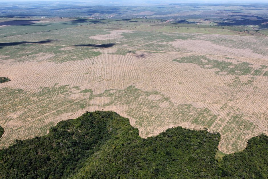 Леса Амазонии вырубают