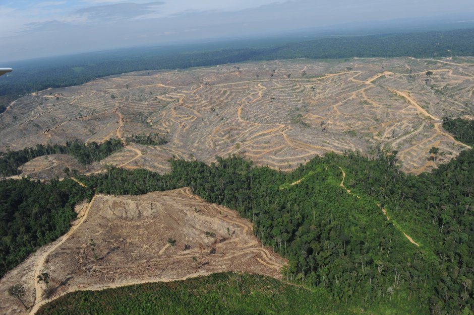 Китай вырубает лес в Сибири