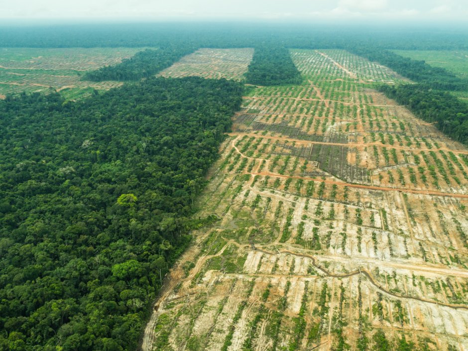 Леса Амазонии вырубают
