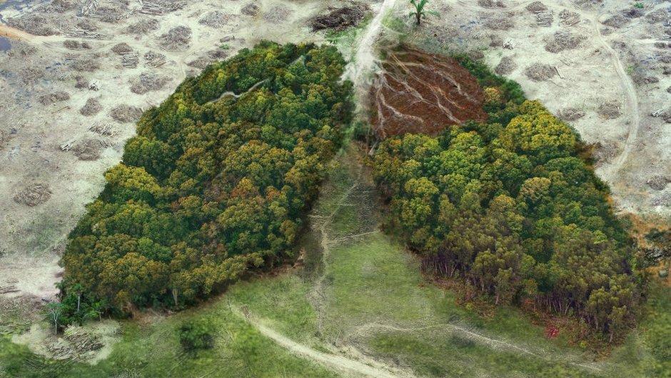 Вырубка лесов картинки Минимализм