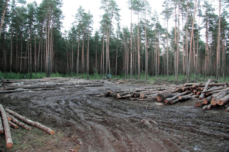 Выруб лесов Псковской области