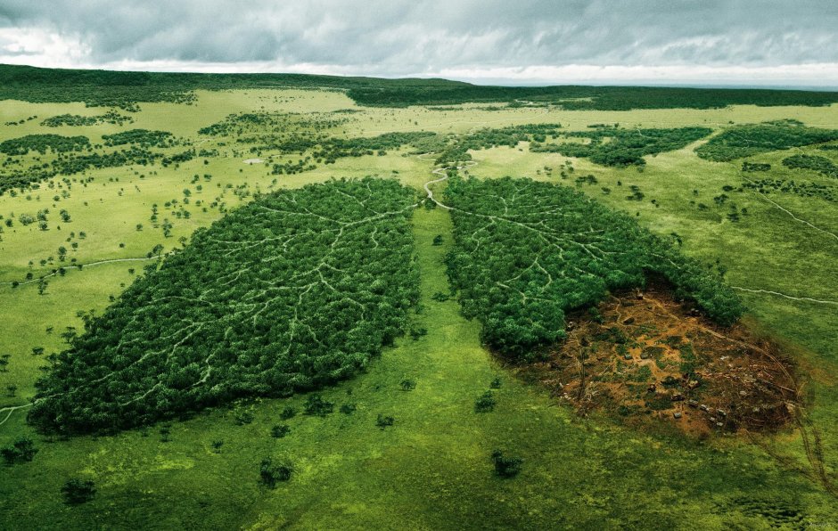 Леса легкие нашей планеты